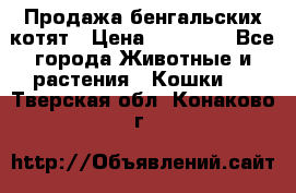 Продажа бенгальских котят › Цена ­ 20 000 - Все города Животные и растения » Кошки   . Тверская обл.,Конаково г.